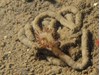 Photo of Serpula columbiana